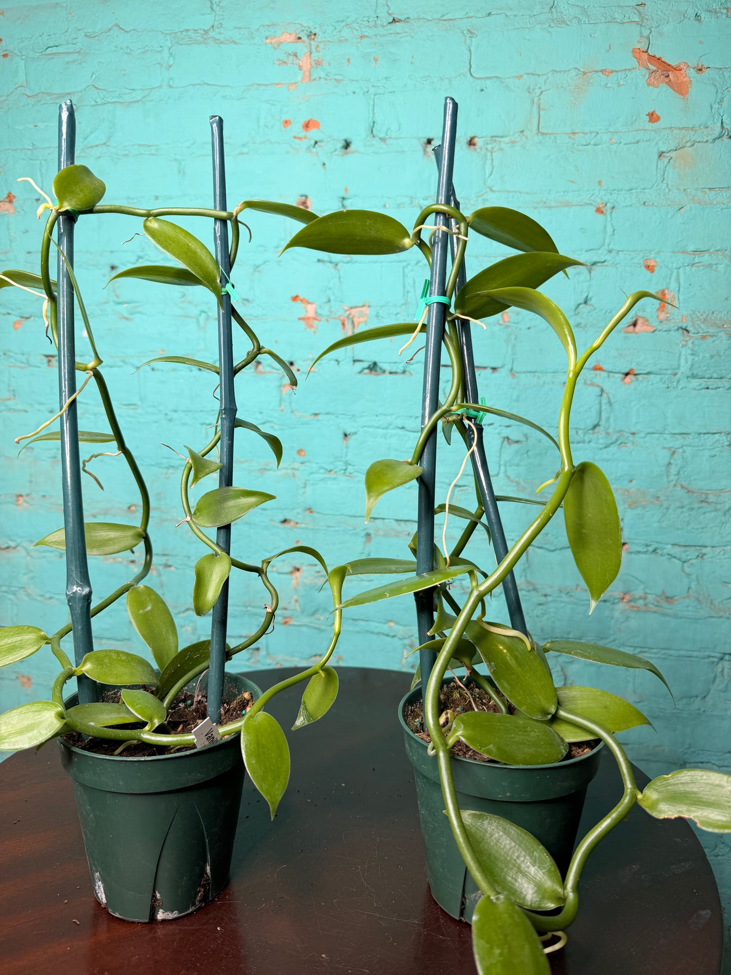 Vanilla Bean Orchids Trellis