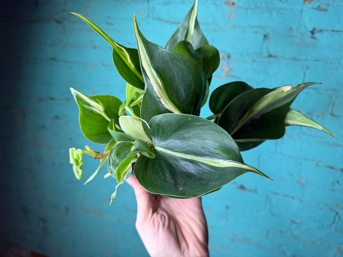 Philodendron Silver Stripe 4”