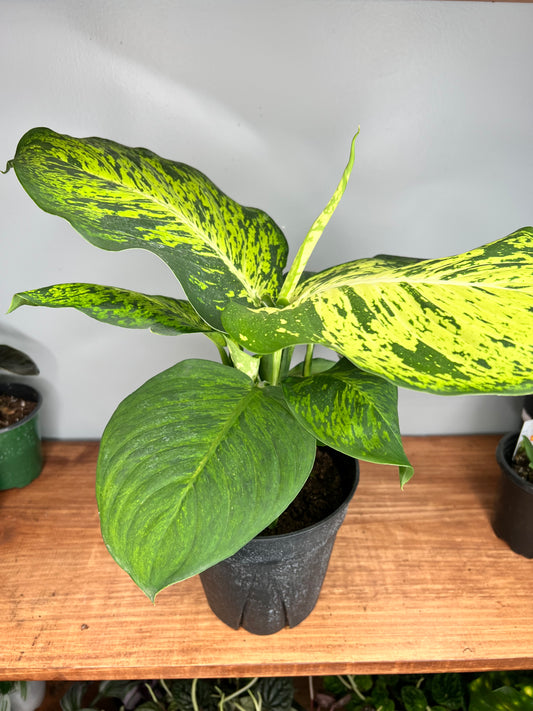Dieffenbachia CROCODILE 6”