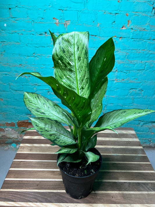 Dieffenbachia 6”