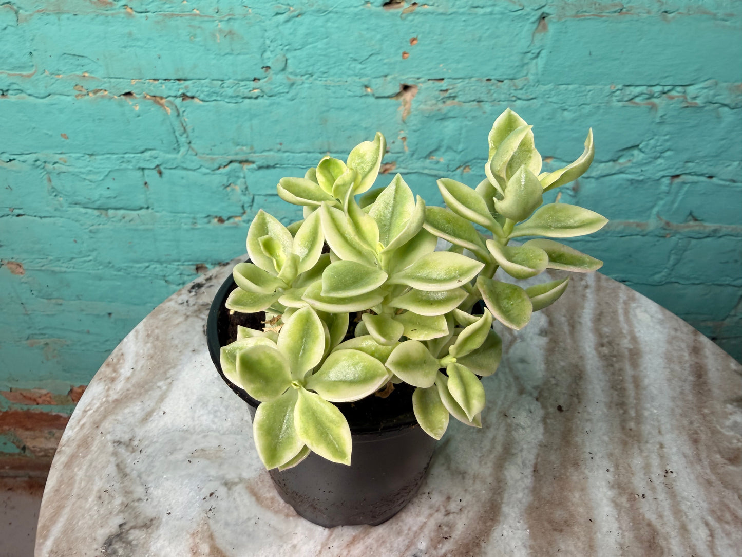 Aptenia Mezoo ‘Livingstone Daisy’ 4”