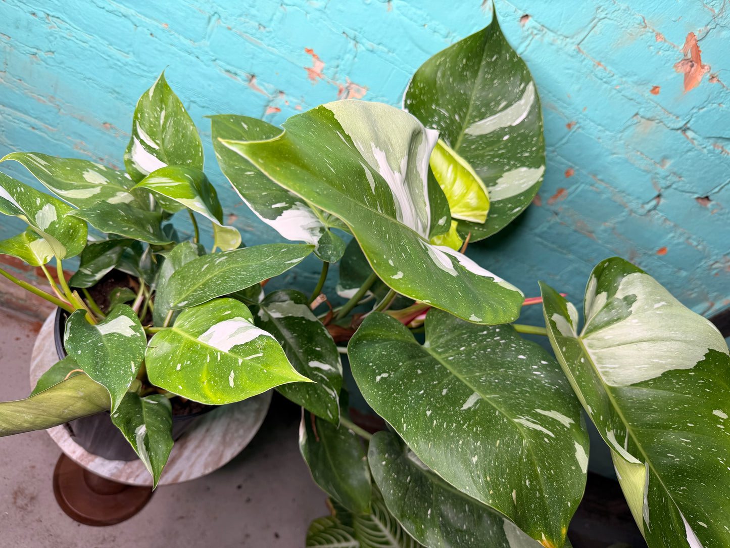Philodendron White Princess 10”