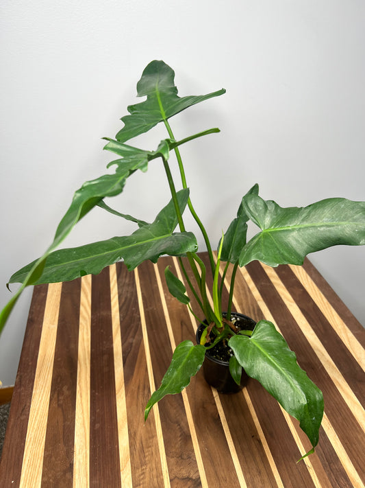 Philodendron Lime Fiddle