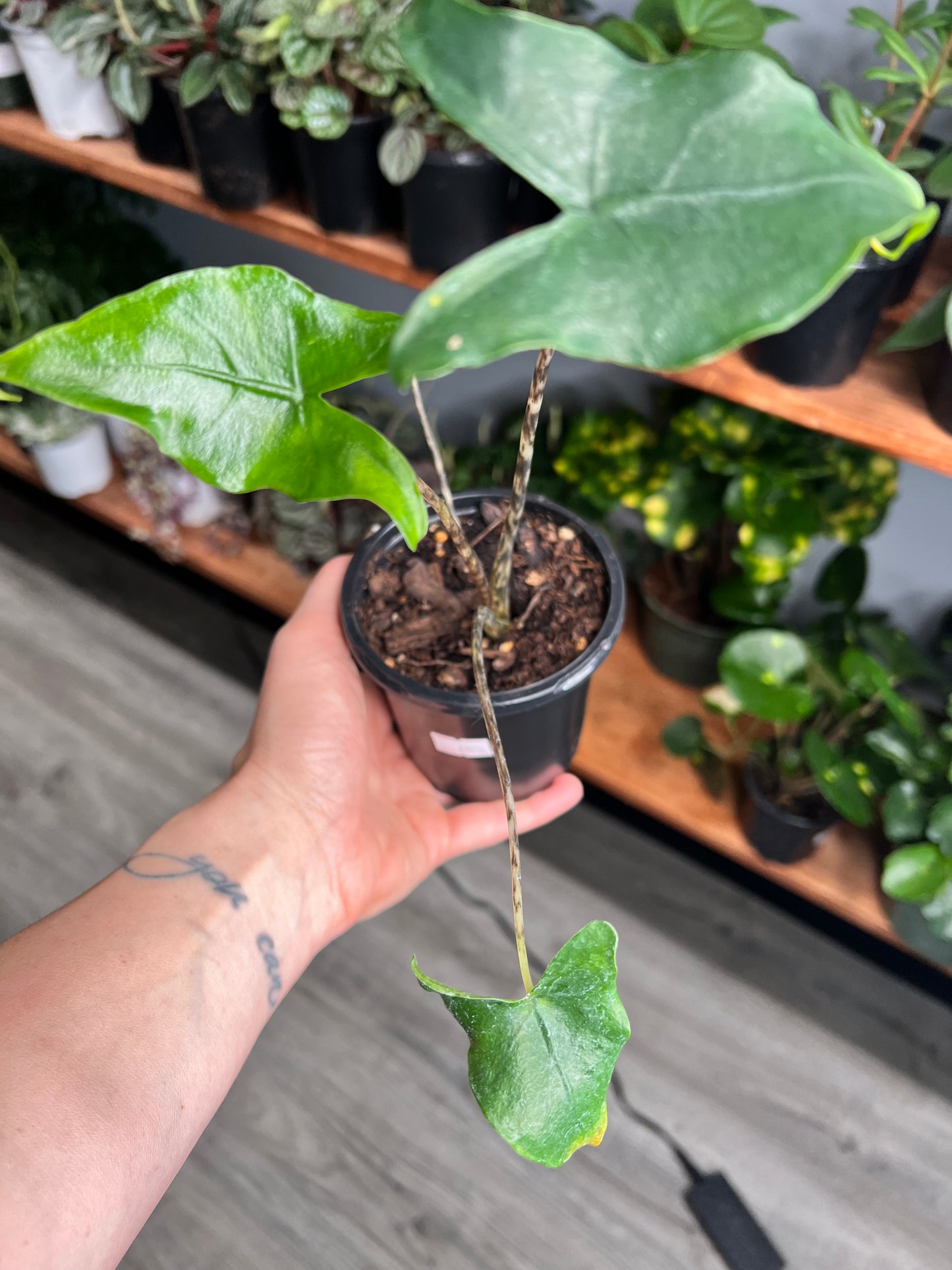 Alocasia-(Zebrina) Tigrina Superba 4”