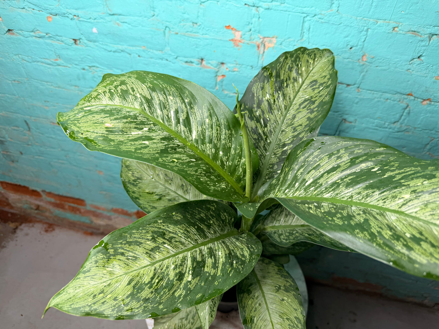 Dieffenbachia 6”