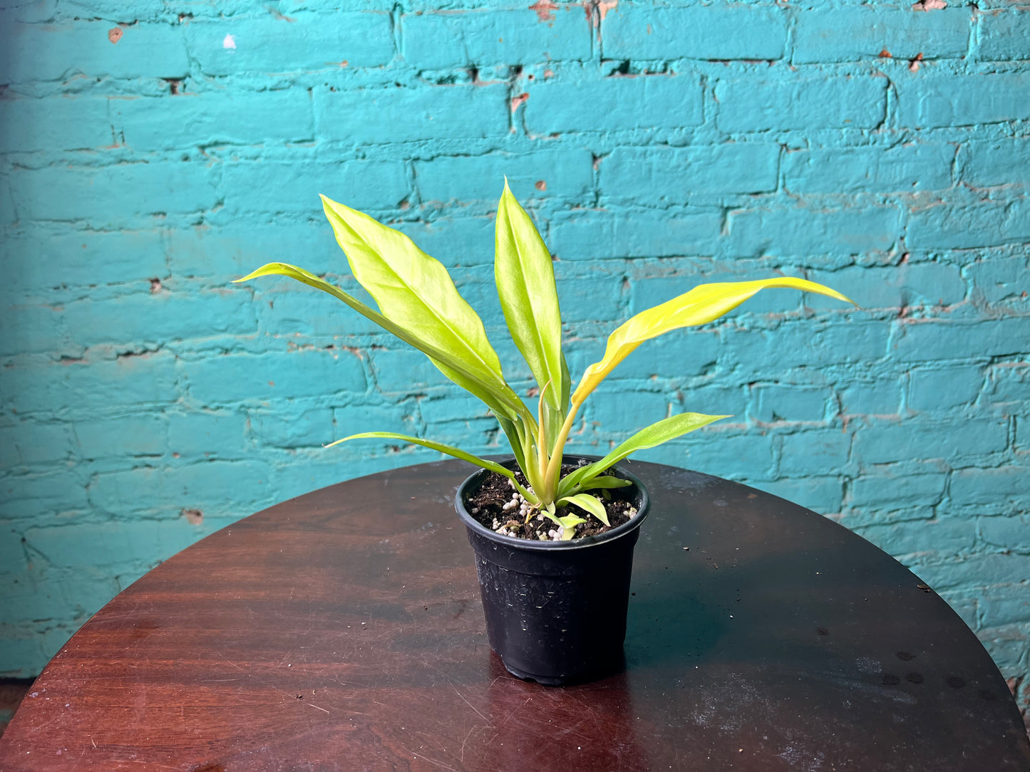 Philodendron Golden Crocodile 4”