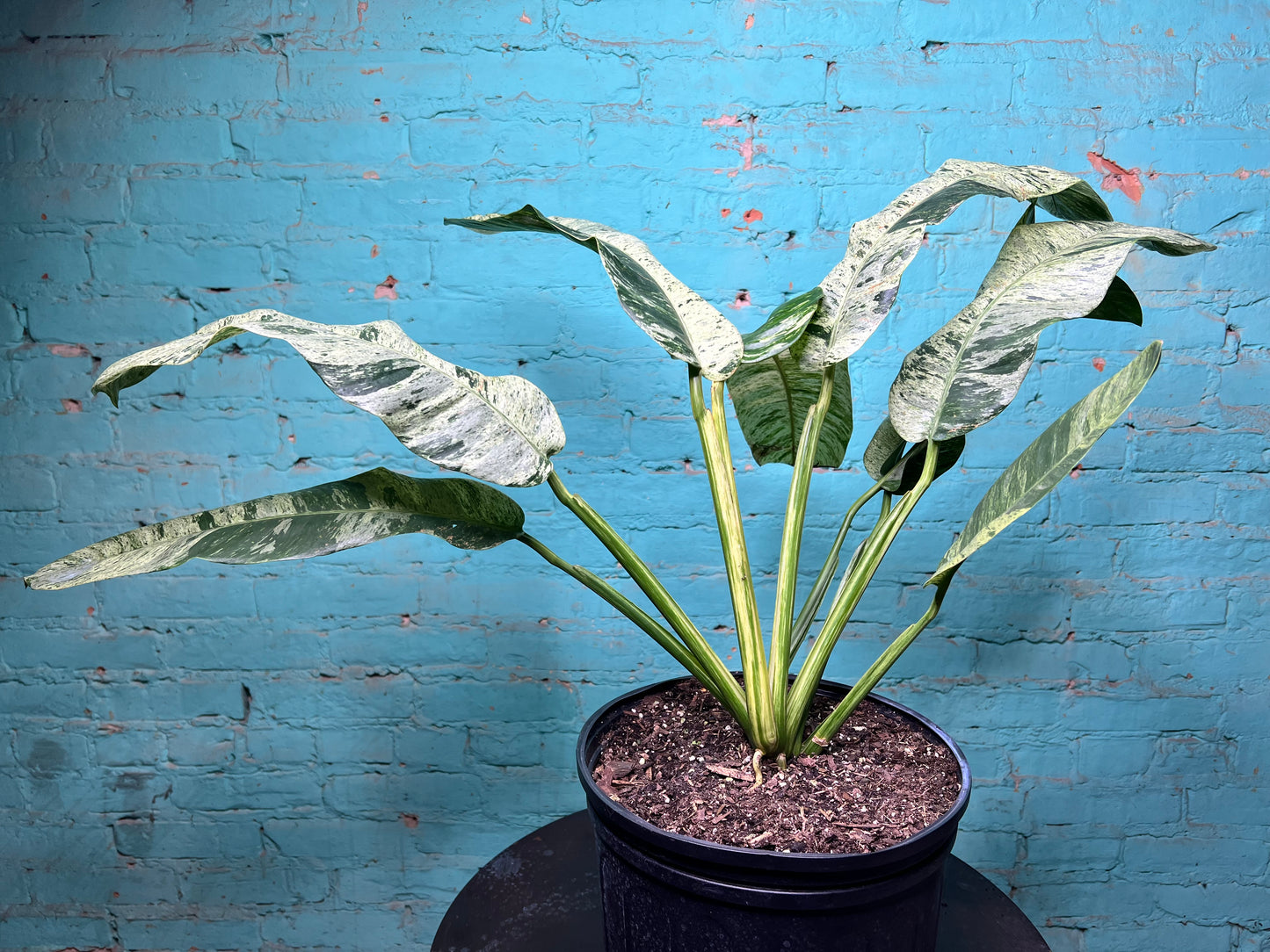 Epipremnum Giganteum Marble 10”