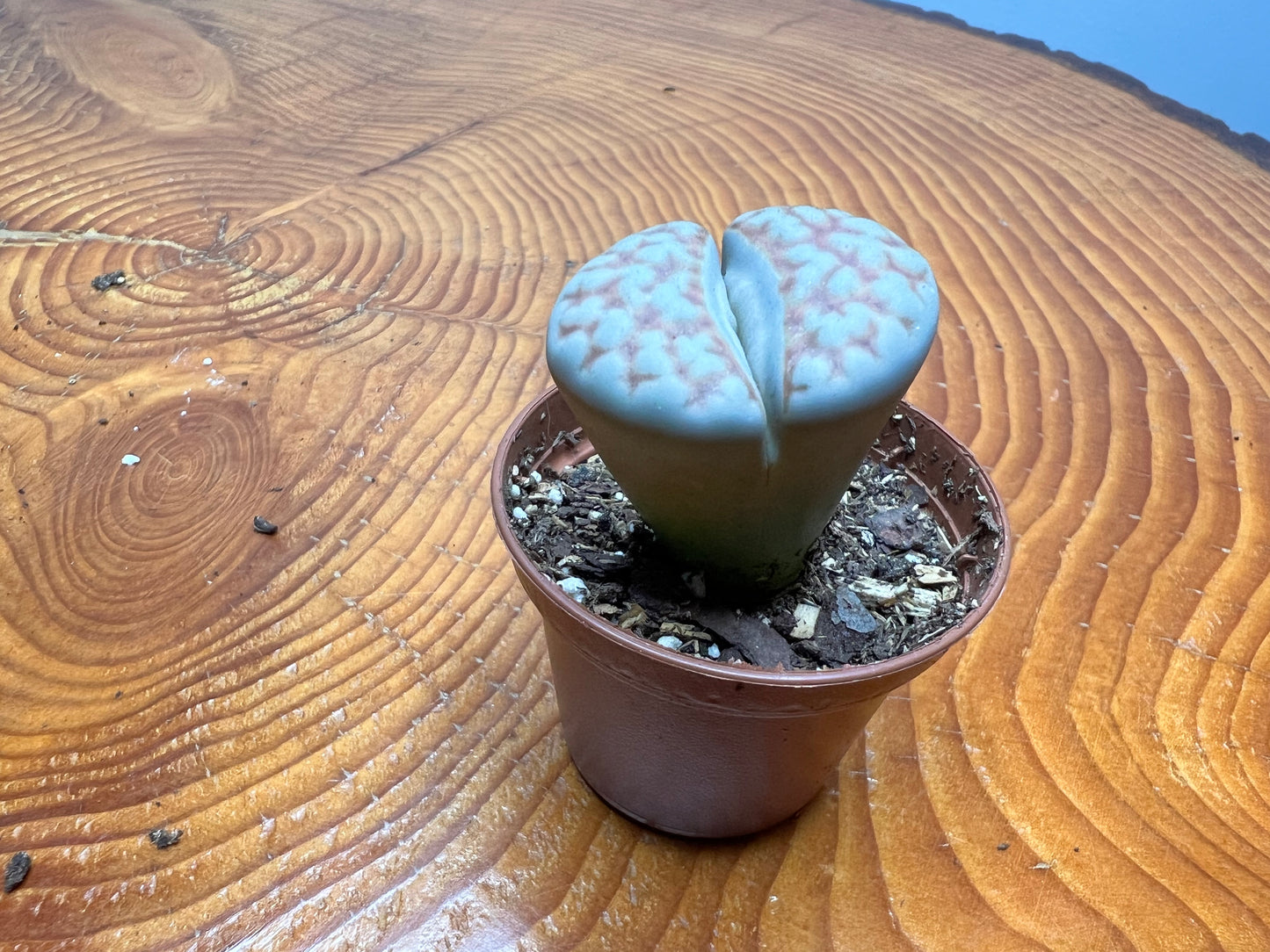 Living Stones (Lithops)