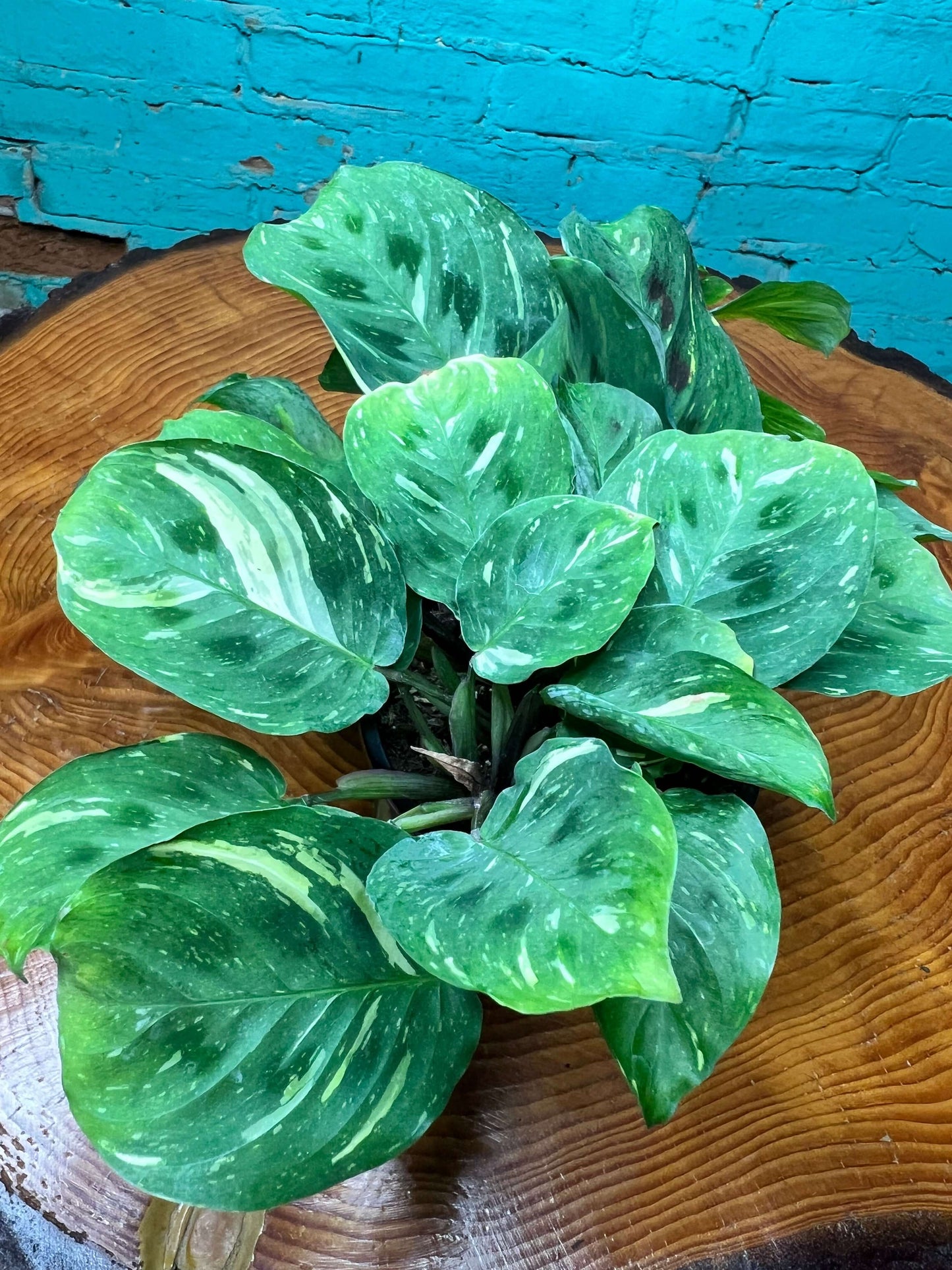 Maranta prayer plant variegated 4” with lush green leaves on a wooden surface.