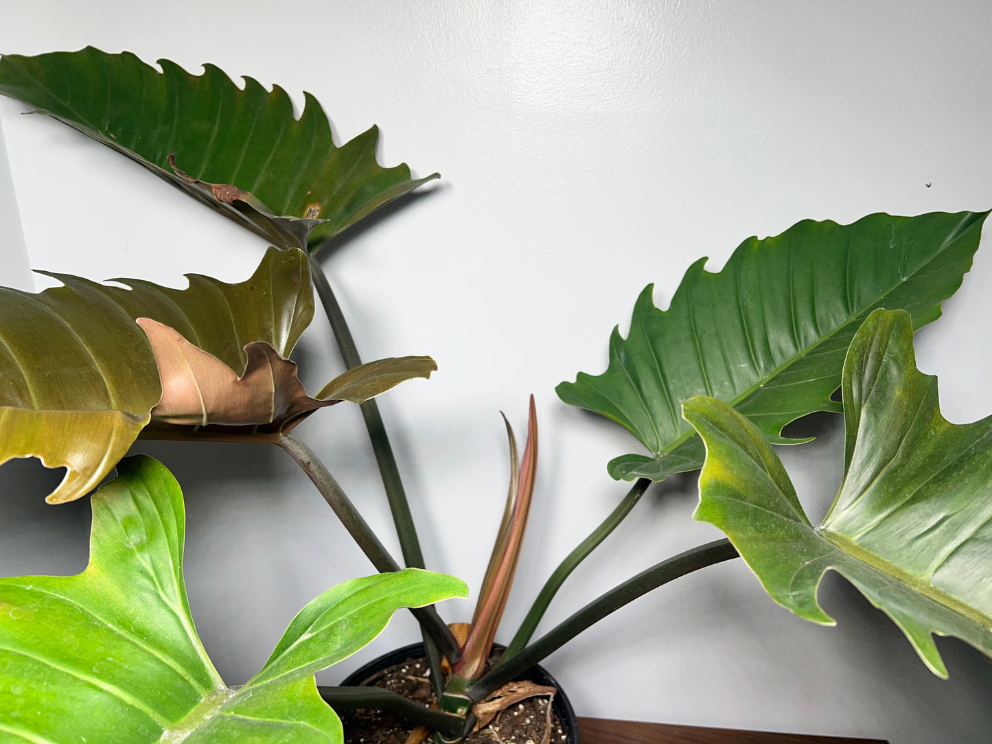 Philodendron Choco Empress 10” (17” leaves)