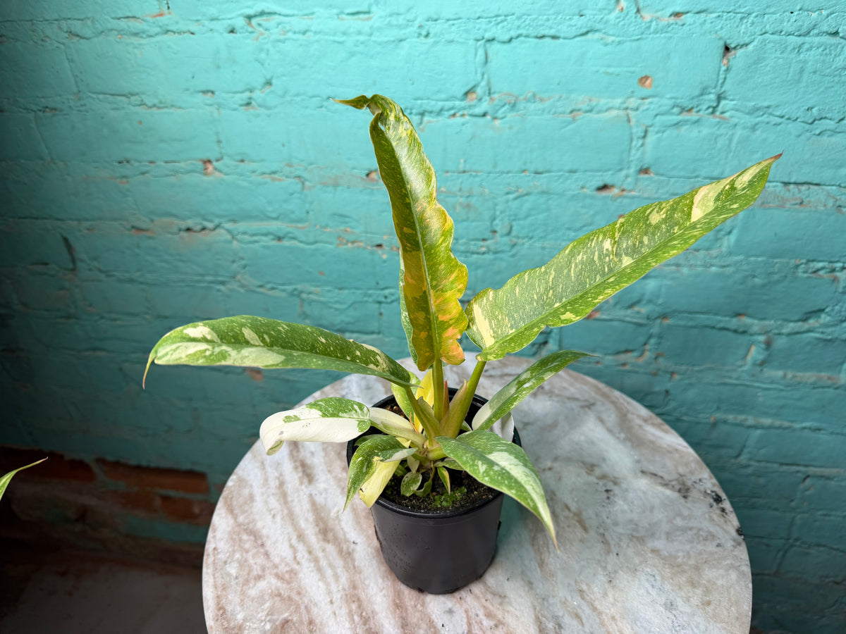 Philodendron Ring of Fire