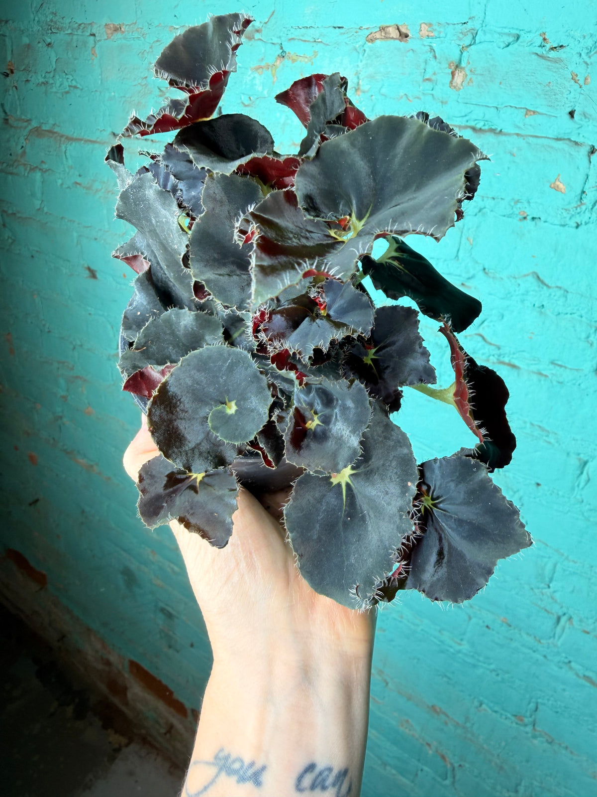 Begonia Rex “Zanzibar” 4”
