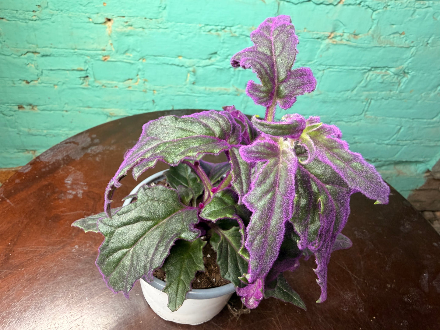Purple Passion Plant 4”