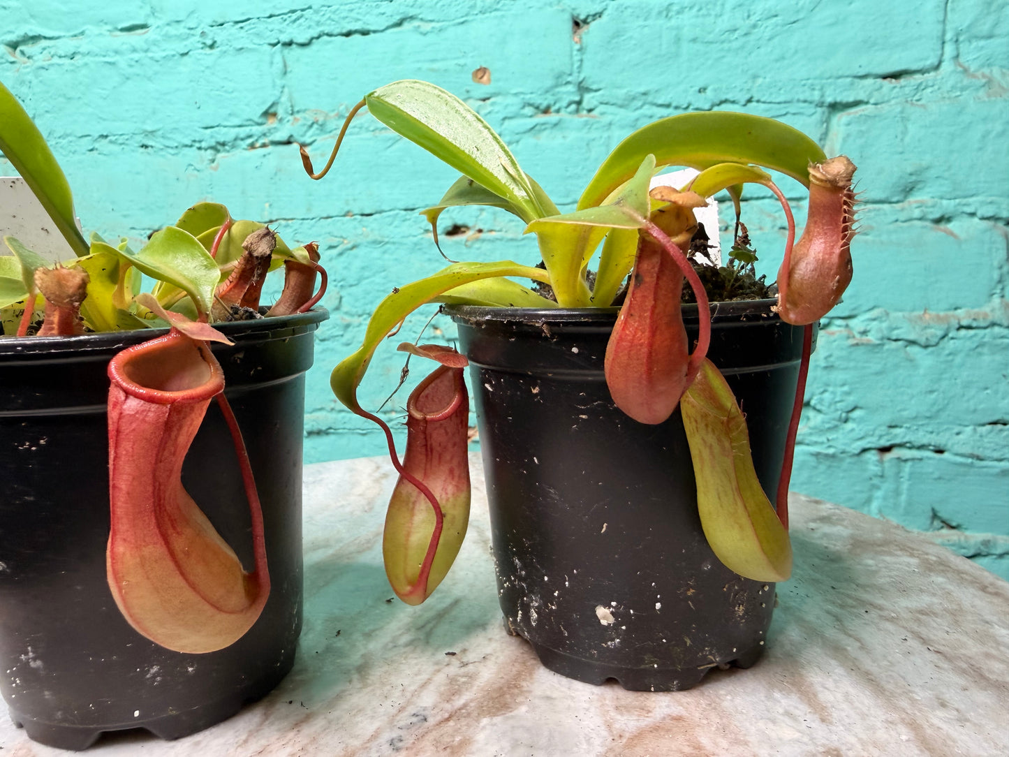Nepenthes Pitcher Plant “Alata” 4”