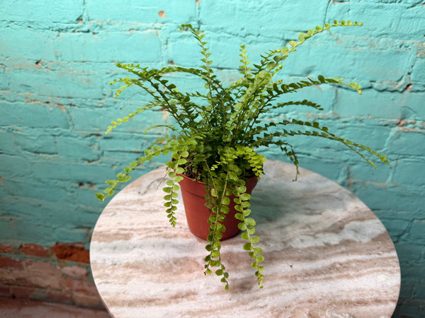Lemon Button Fern 4”