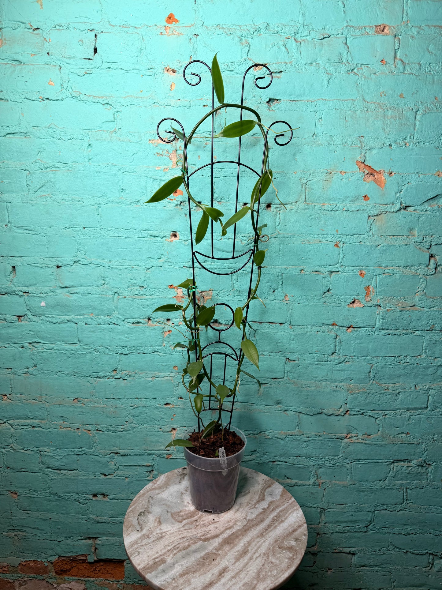 Vanilla Bean Orchids Trellis