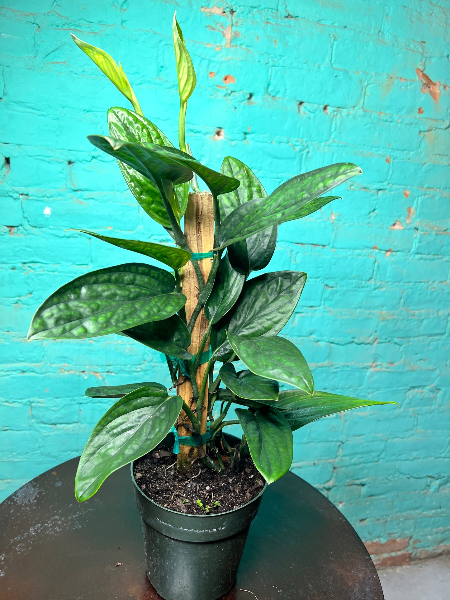 Monstera Peru 6” Totem