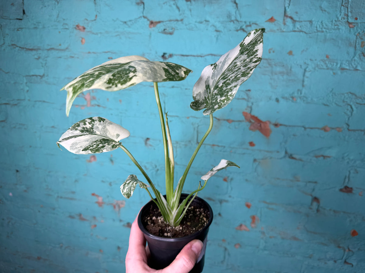 Monstera Crème Brûlée 4”