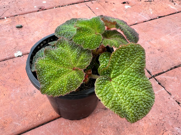 Begonia Iron Cross -Red 4”