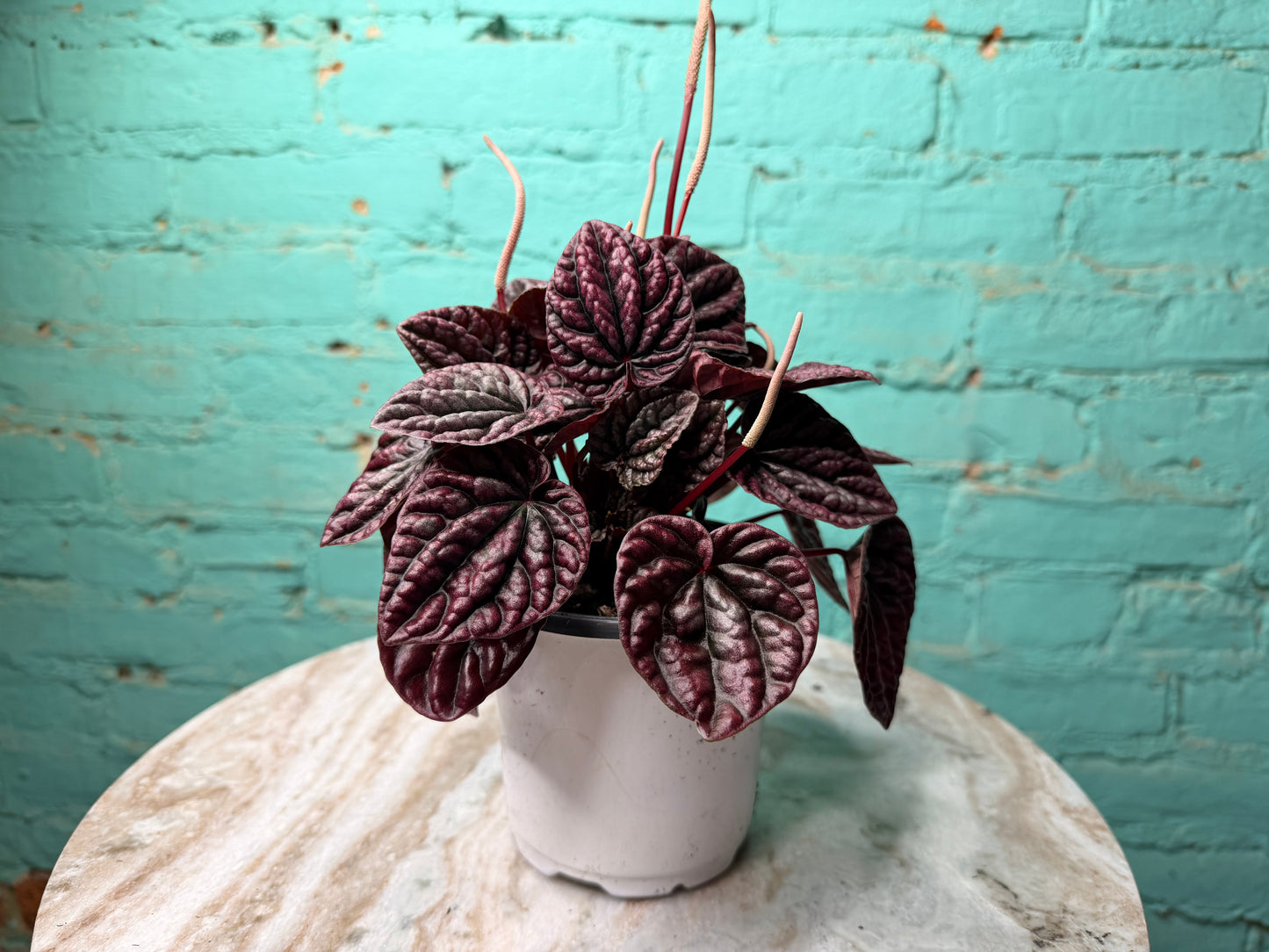Peperomia Red Ripples 4”