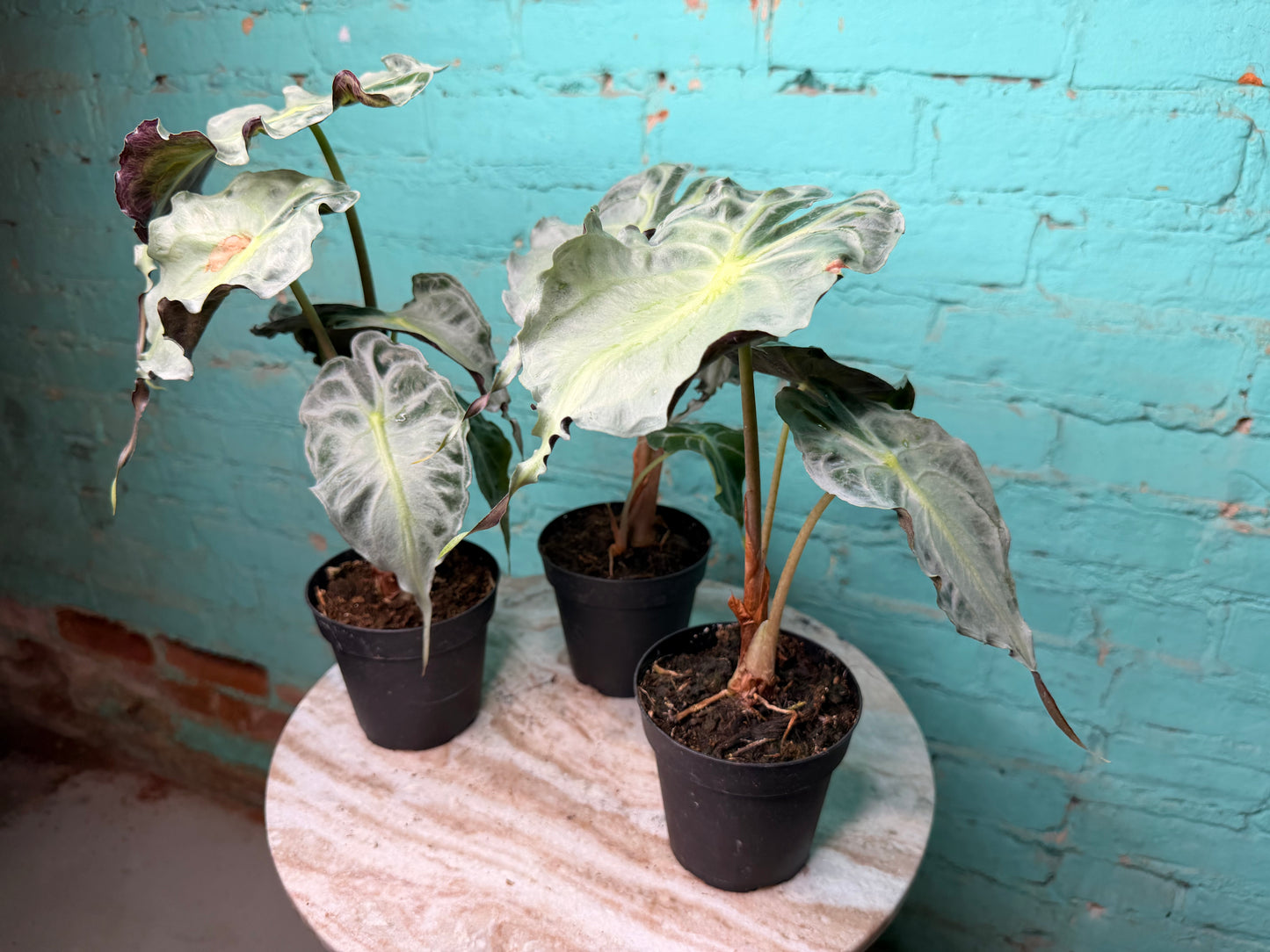 Alocasia Venom 4” (Non-TC)