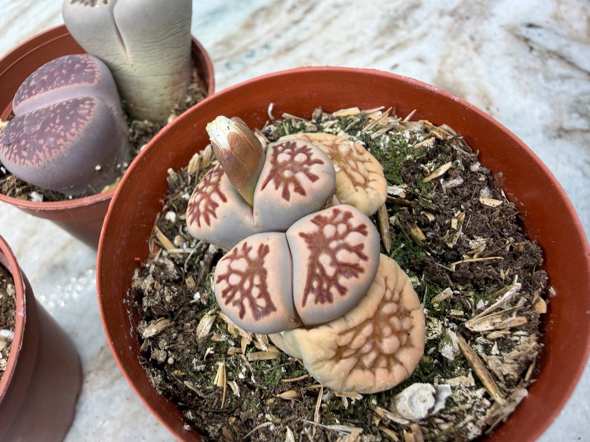 Living stones 3”