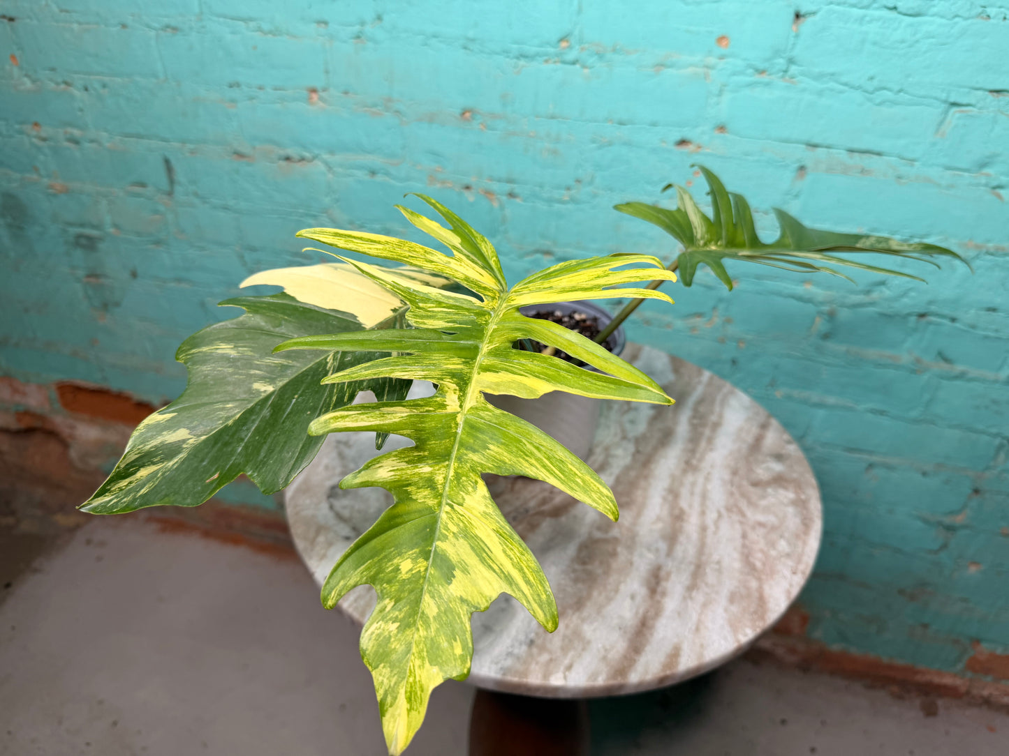 Philodendron Florida Beauty x Tortum  Variegated 4”