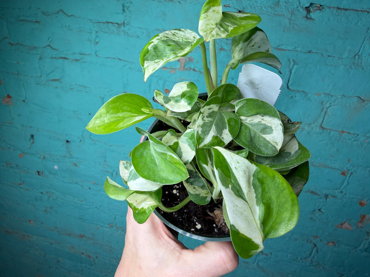 Pothos Pearls & Jade 4”