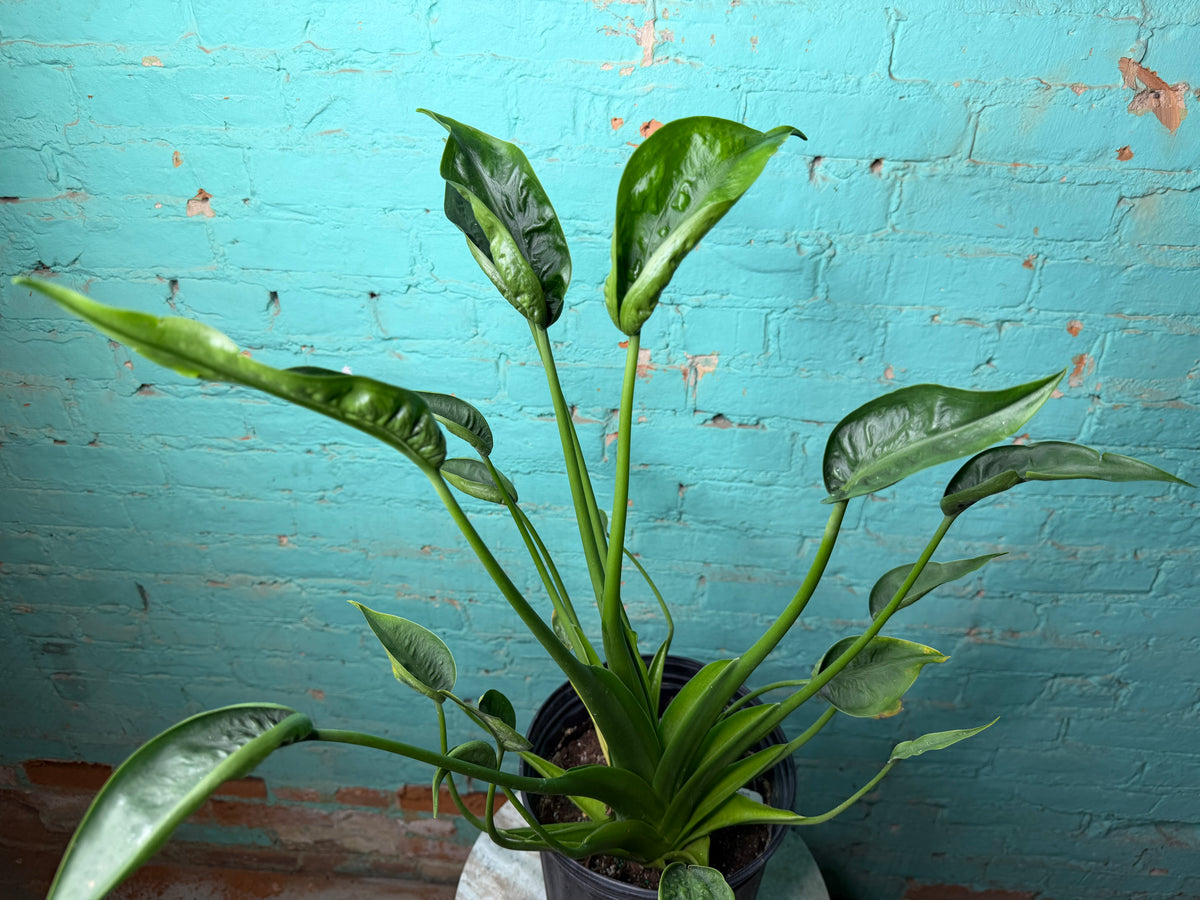 Alocasia Tiny Dancer 8”