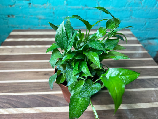 Pothos Skeleton Key