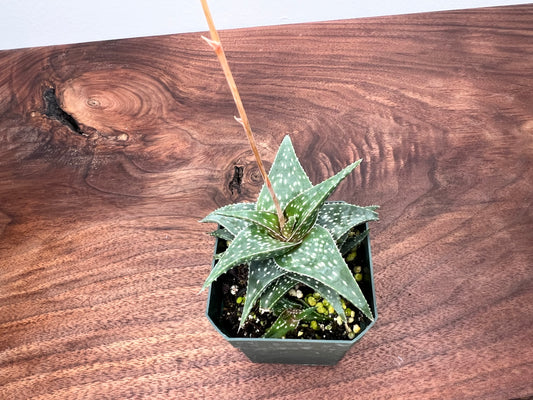 Succulent 1