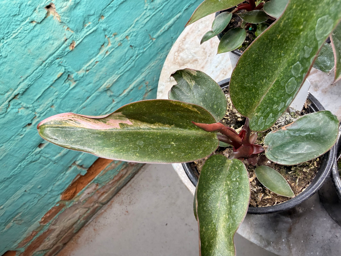 Philodendron Birkin Pink 4”