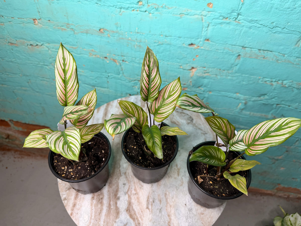 Calathea White Star 4”