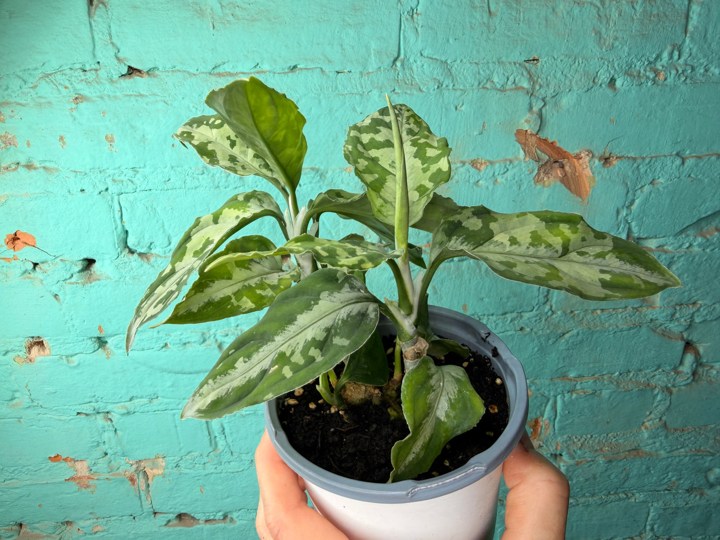 Aglaonema Pictum Whites 4”