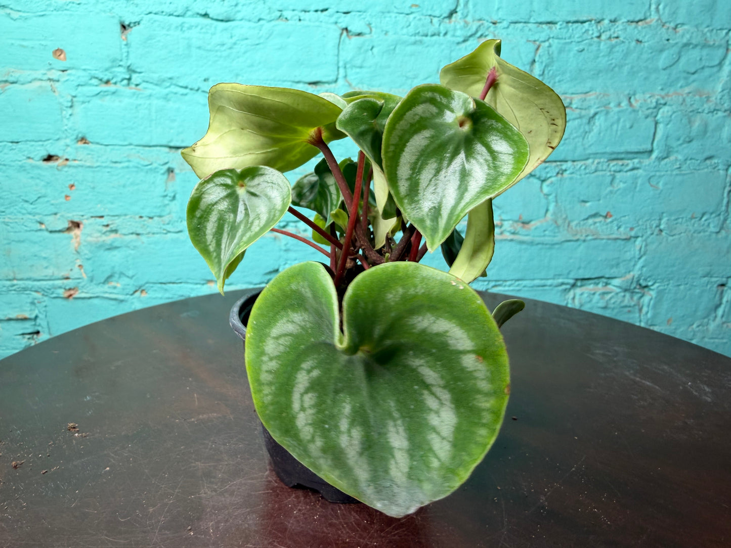 Peperomia Watermelon 4”