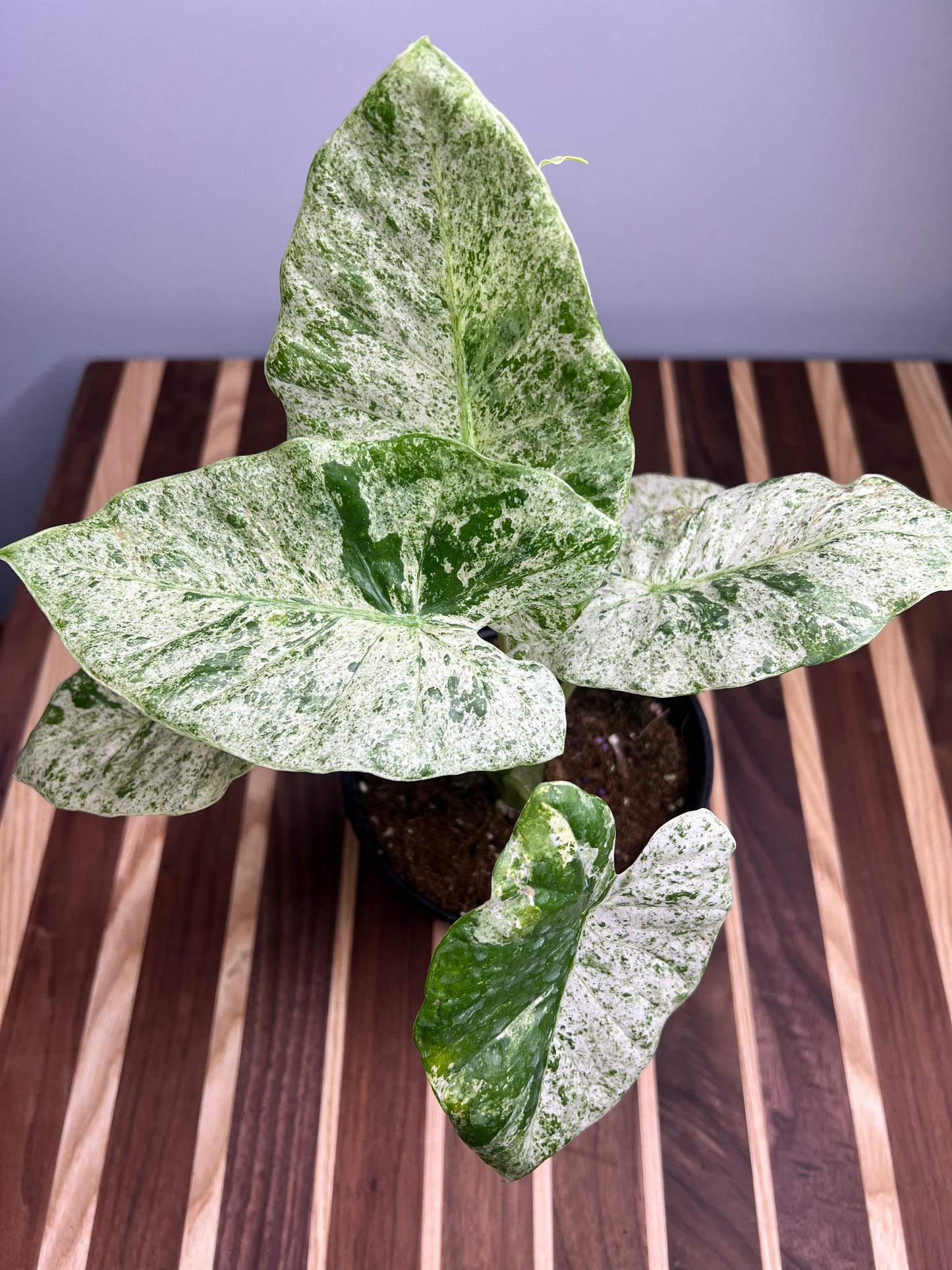 Alocasia Albo Blizzard 6”