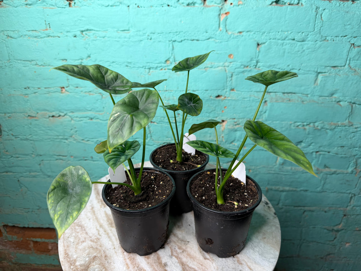 Alocasia Quilted Dreams 4”