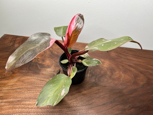 Philodendron-Pink princess 4”