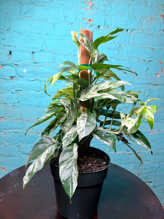Epipremnum Pinnatum Marble Flame 6” totem