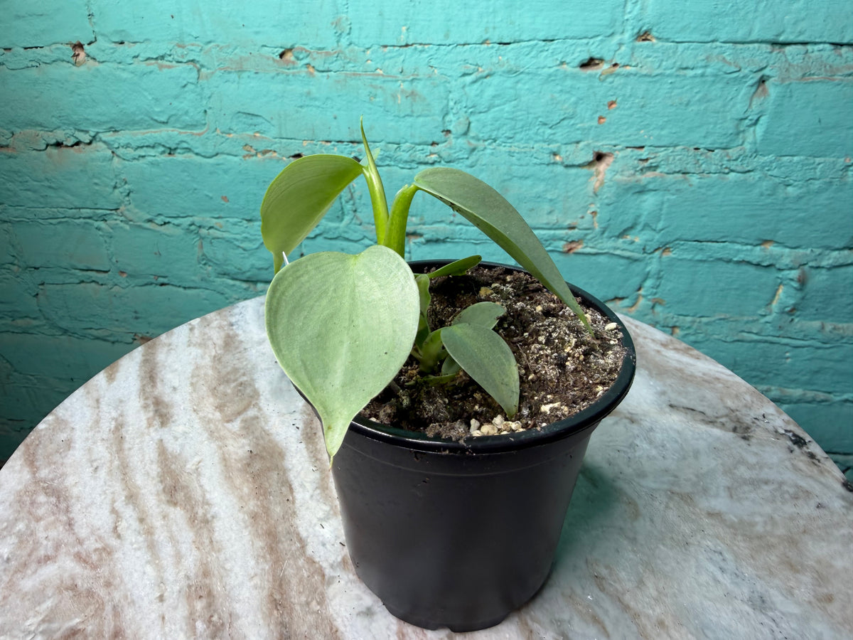 Philodendron Silver Sword 4”