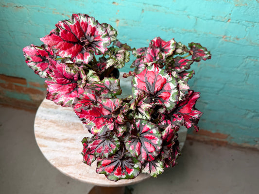 Begonia Rex ‘Mafia’ 4”