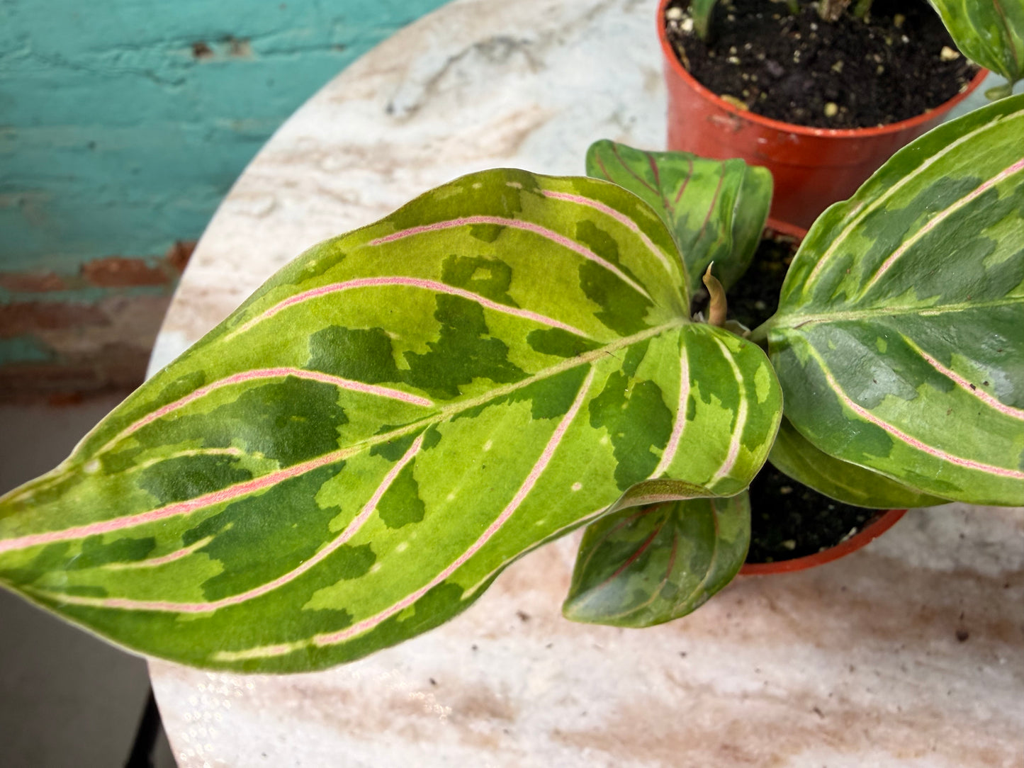 Aglaonema Red Army 2.5”