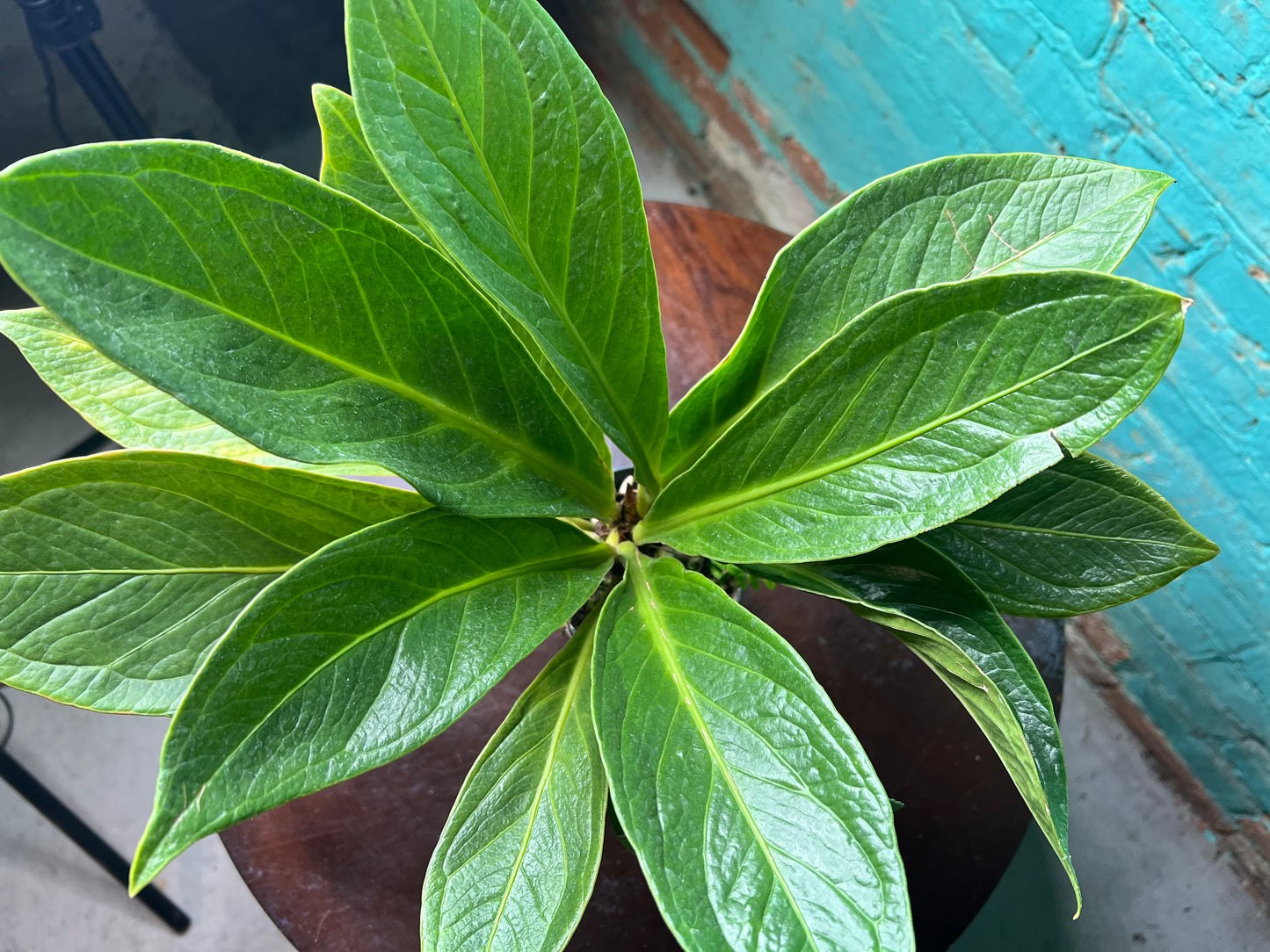 Anthurium Cobra 4”