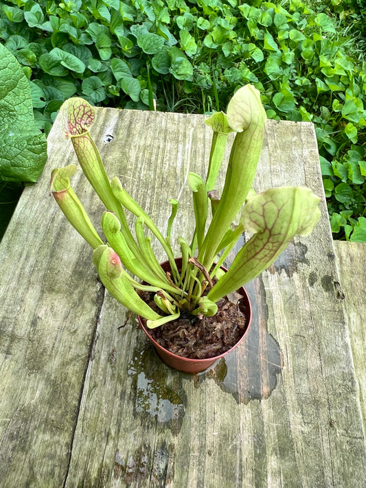 Trumpet Pitcher (ground pitcher)