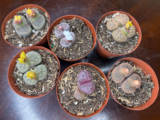 Living stones 3”