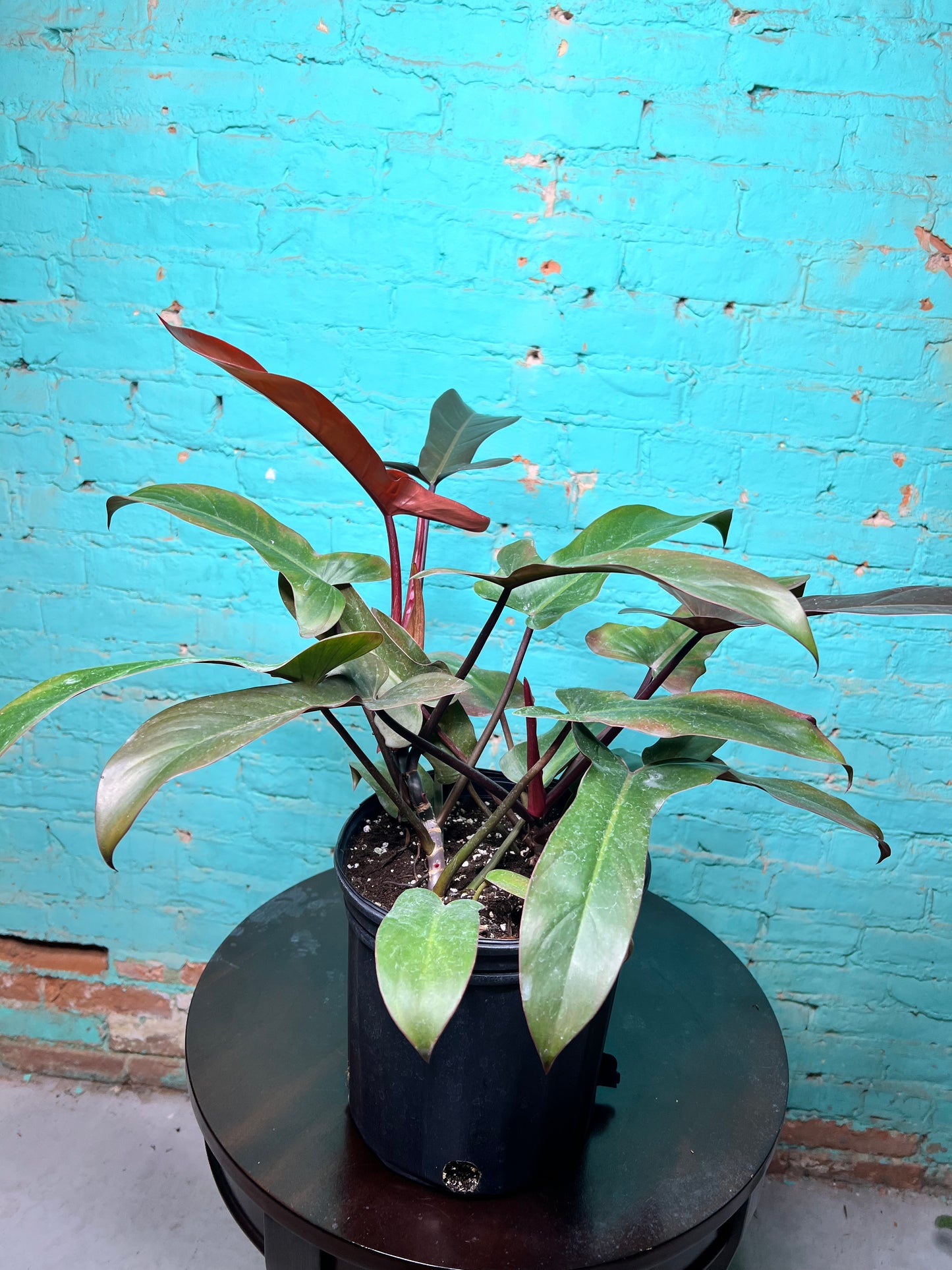Philodendron Florida Bronze 10”