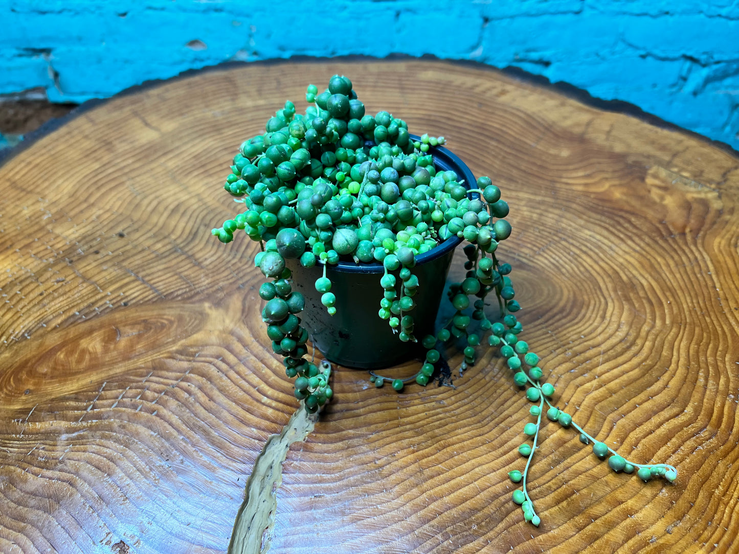String of Pearls (4inch pot)