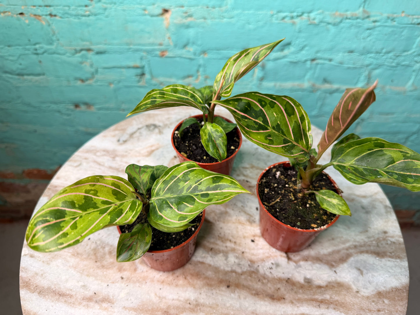 Aglaonema Red Army 2.5”