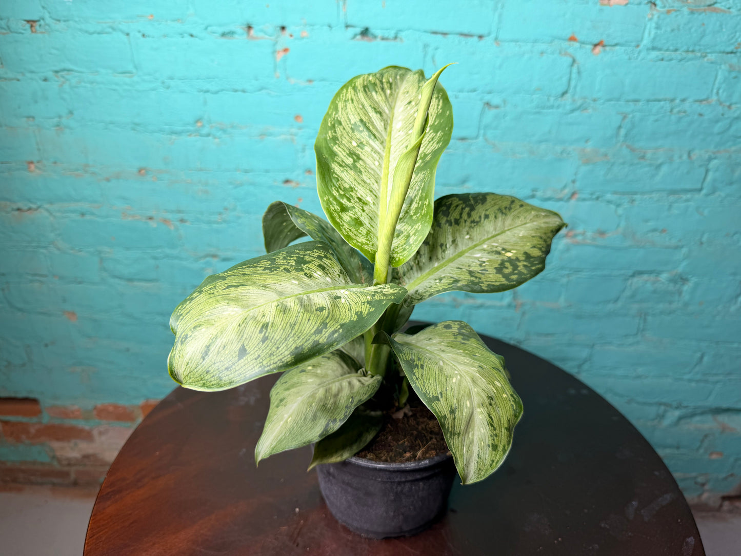 Dieffenbachia Tiki 6”