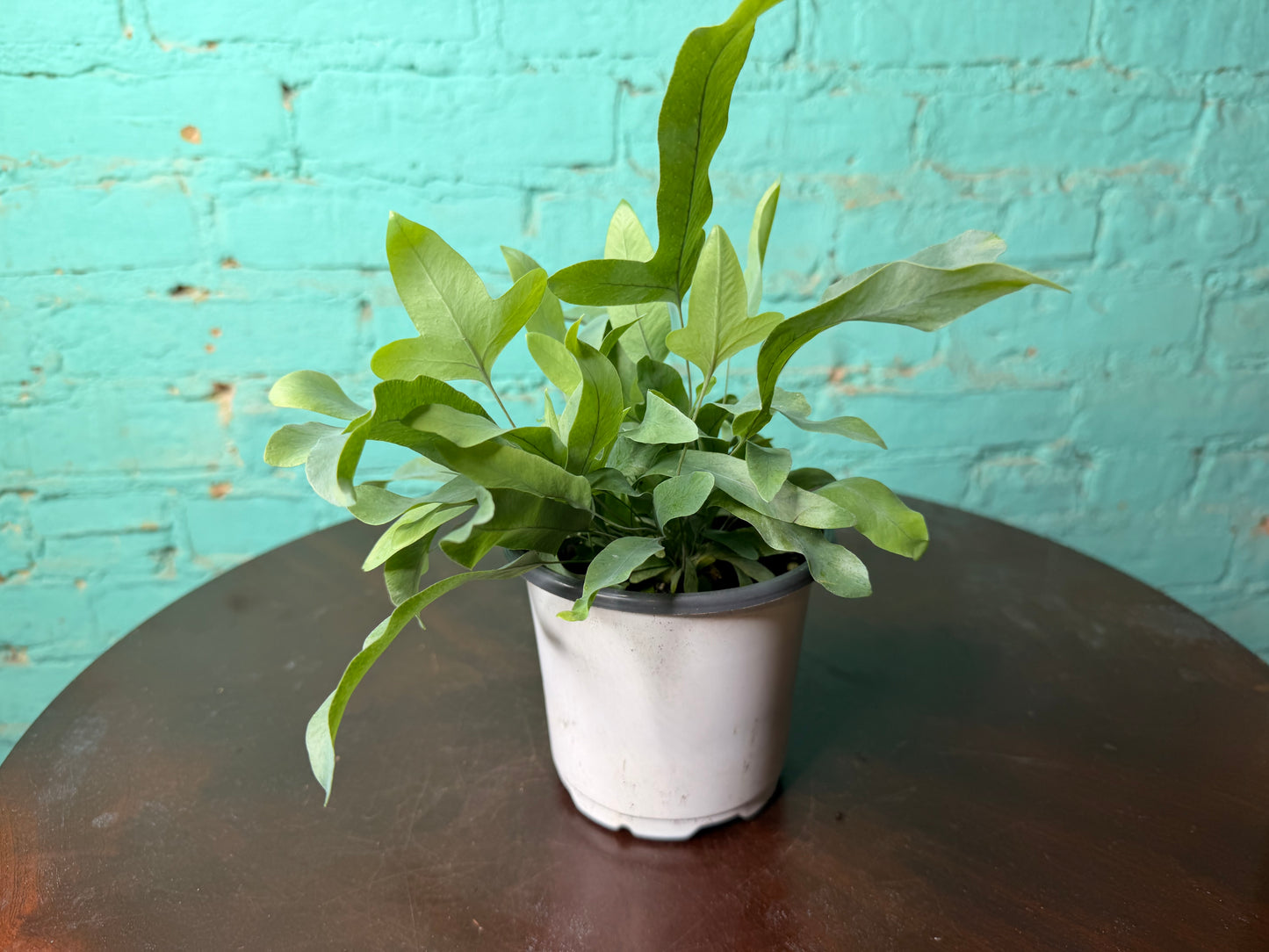 Blue Star Fern 4”
